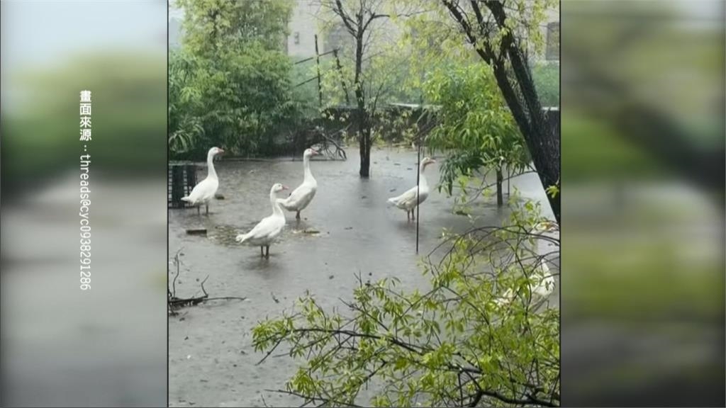 屏東大雨狂下"水淹看不清路" 黑豬水中游快滅頂