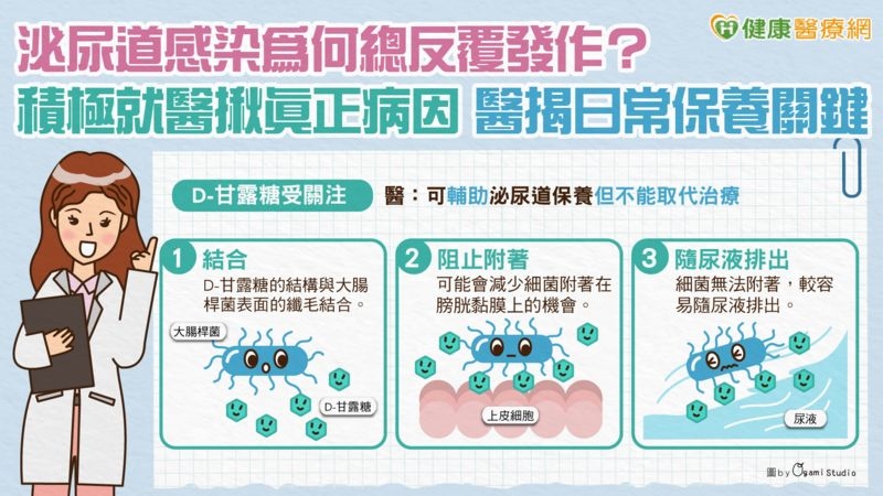 女性泌尿道感染為何總反覆發作？積極就醫揪真正病因　醫揭日常保養關鍵
