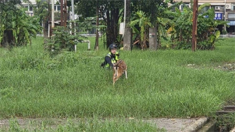高雄街頭梅花鹿凌晨趴趴走!警民6小時追捕大作戰