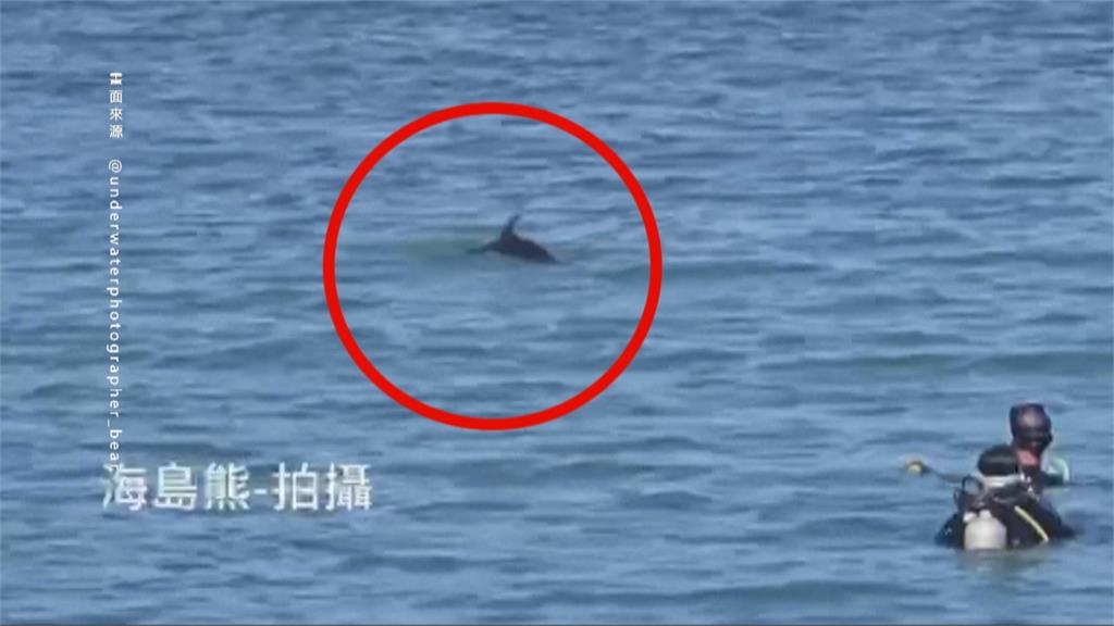 嬌客出沒!海豚疑迷航闖入杉福漁港 小琉球遊客見狀驚呼連連