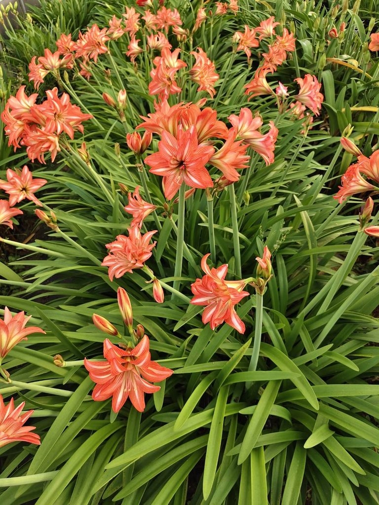 孤挺花「種苗5號 夏之戀」花壇景觀模式生長狀況。圖/農業部提供