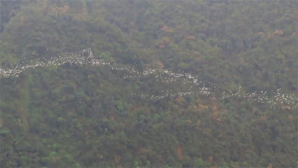 「萬鷺朝鳳」吸遊客朝聖！　數以萬計「黃頭鷺」飛越嘉義梅山