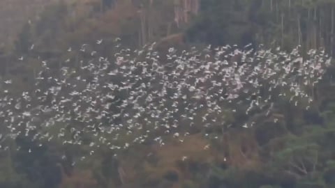 「萬鷺朝鳳」吸遊客朝聖! 數以萬計「黃頭鷺」飛越嘉義梅山