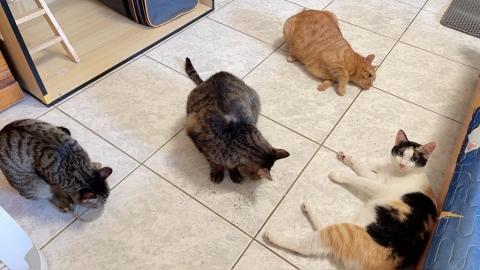 養毛小孩快看!若家中使用1類物品「恐害死寵物」 貓咪首當其衝