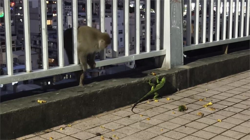 獵龍新達人!高雄彌猴抓綠鬣蜥把玩 網友反應曝光