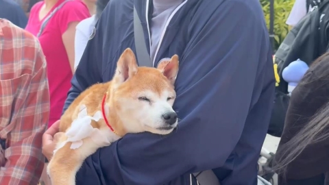 毛孩總動員!北港義民廟"義犬將軍"遶境 率領百隻寵物上街祈福.募款