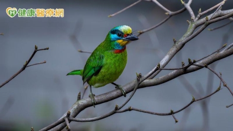 聆聽鳥鳴助療癒心情?研究揭「1噪音」可能影響自然聲音潛在益處