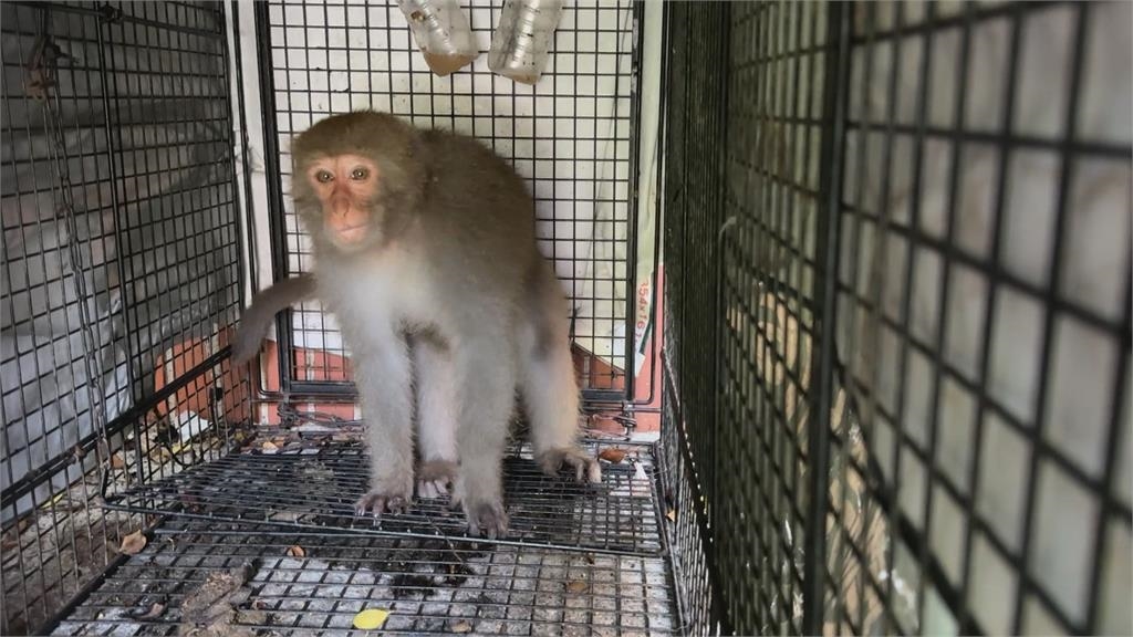 獼猴太多擾校園!中山大學設誘捕籠抓猴引質疑 校方:合法防衛權宜之計