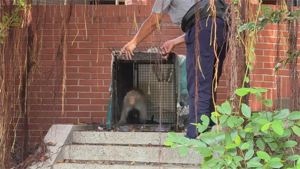 獼猴太多擾校園!中山大學設誘捕籠抓猴引質疑 校方:合法防衛權宜之計