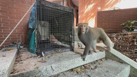 獼猴太多擾校園!中山大學設誘捕籠抓猴引質疑 校方:合法防衛權宜之計