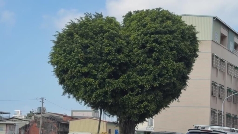 台南「愛心造型」路樹超吸睛 還像香菇頭!民眾打卡成另類地標