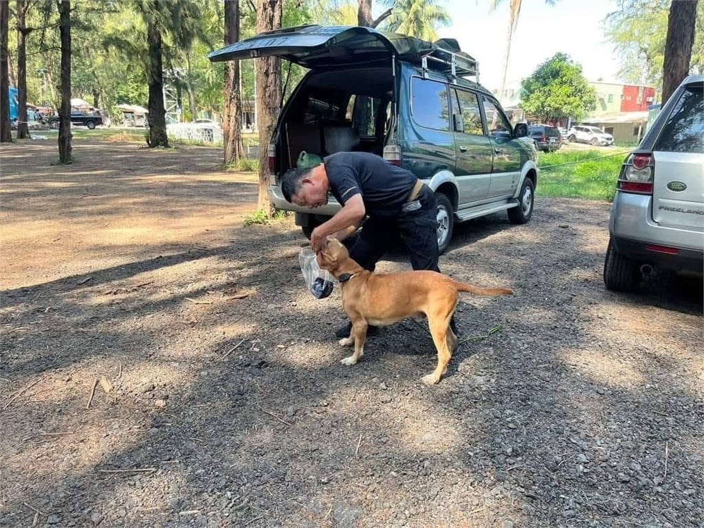 曾協尋林葉亭父親!搜救犬巴薩「遭毒蛇咬傷離世」 領犬員悲痛發聲