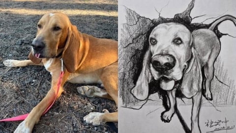 曾協尋林葉亭父親!搜救犬巴薩「遭毒蛇咬傷離世」 領犬員悲痛發聲