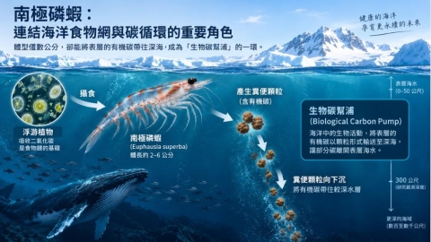 南極磷蝦不只是Omega-3來源?研究揭開牠在海洋碳循環中的另一個角色