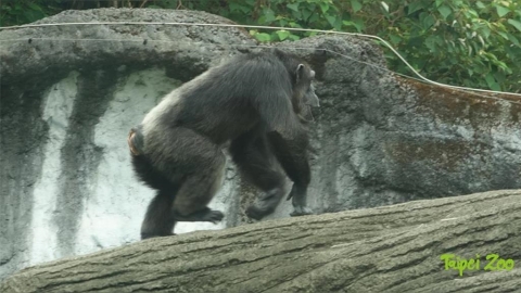 最新/北市動物園驚傳「2黑猩猩脫逃」!園方證實了