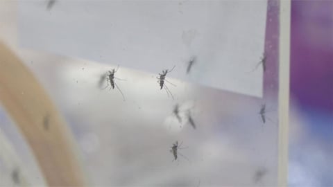 半夜打蚊子別把燈全打開！內行人瘋傳「1神招」超快打死　網友實測有效