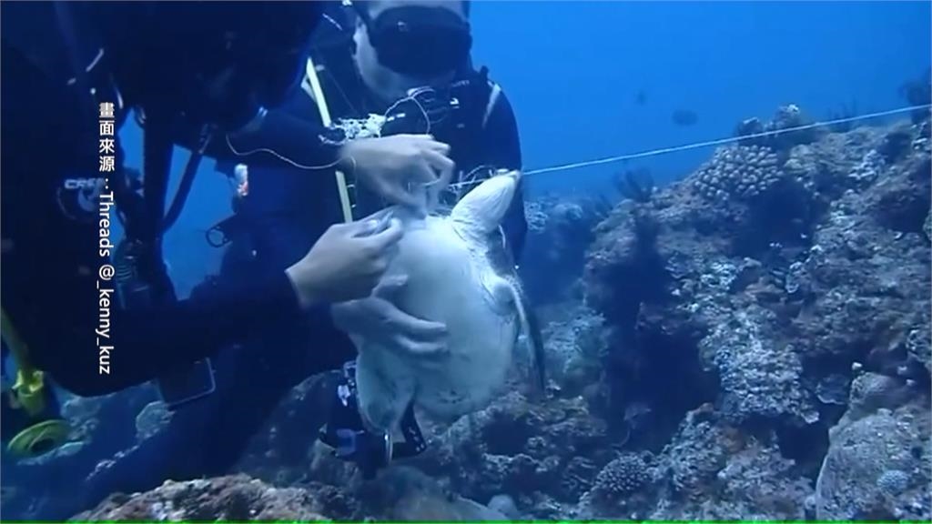 澎湖驚見「廢棄漁網」覆蓋一公里 水中生物難逃魔掌