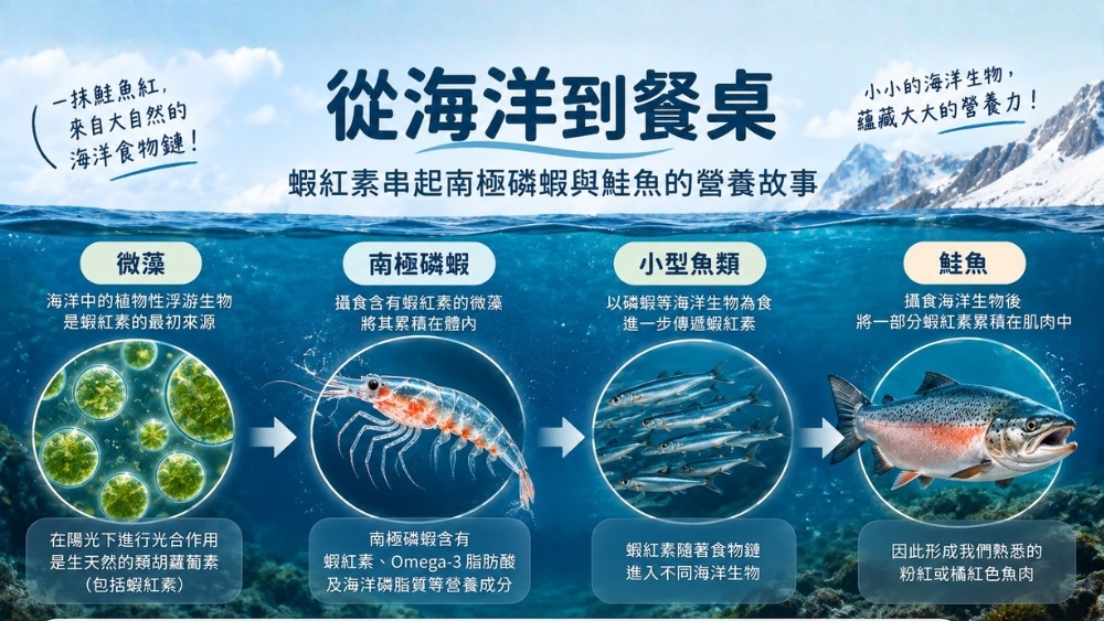 圖說:部分藻類能產生蝦紅素,磷蝦等甲殼類攝食後將其累積於體內;鮭魚再透過食物攝取蝦紅素,使肌肉呈現粉紅至橘紅色。這條從藻類、甲殼類到鮭魚的營養連結,也讓一抹紅色成為認識海洋食物鏈的入口。