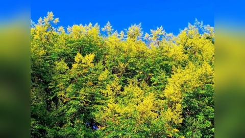 雙北台灣欒樹開花了！9月黃金雨正精彩 6大賞花景點一次收！