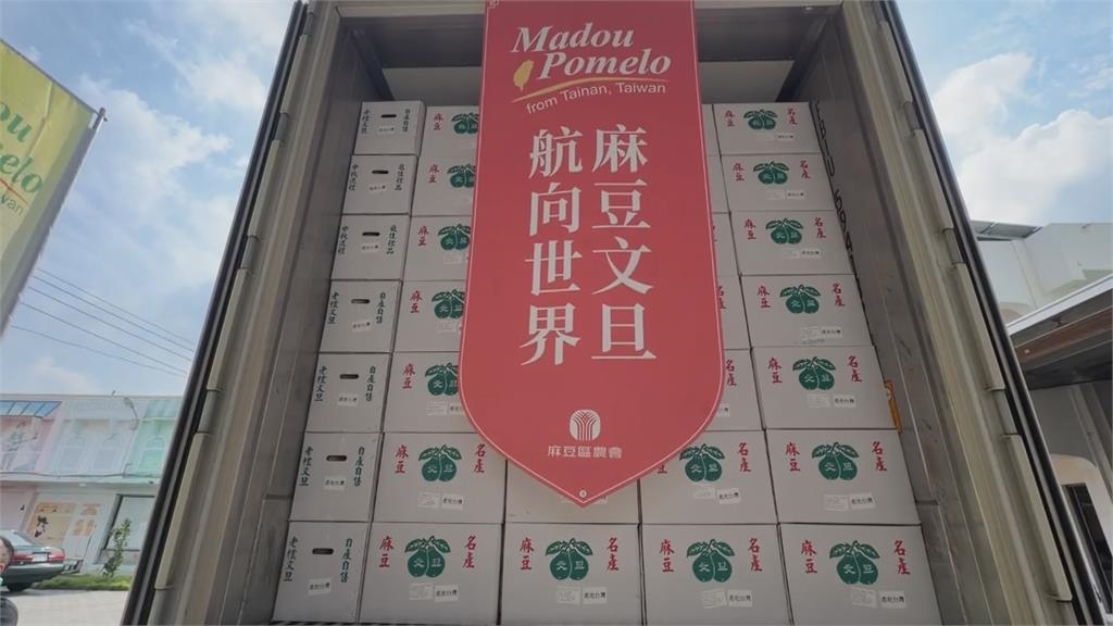 文旦、柚子不一樣？　麻豆文旦成柚子家族代表