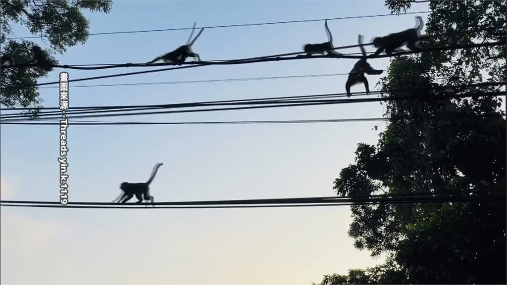 台中雲林目擊猴群結黨出沒 數量驚人宛如猴子大遷徙!