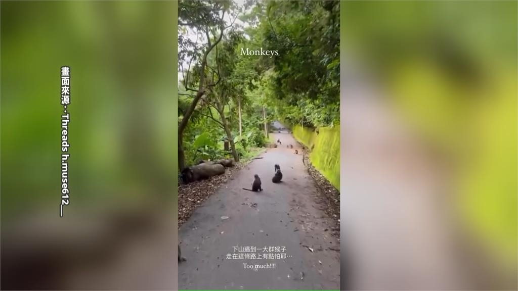 台中雲林目擊猴群結黨出沒 數量驚人宛如猴子大遷徙!
