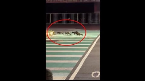 「白鼻心家族」苗栗大街過馬路 縣府:不接觸不餵食、通報調查