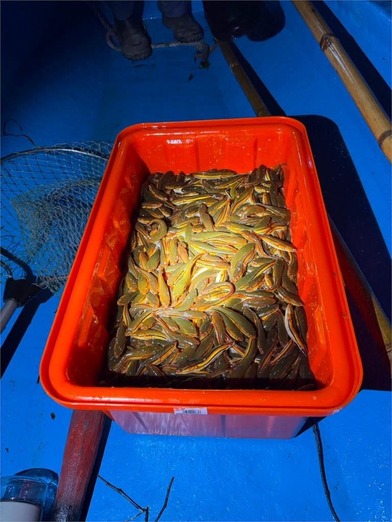電撈量比去年多43倍!日月潭「惡霸」短暫封關續撈 今年捕破4萬尾