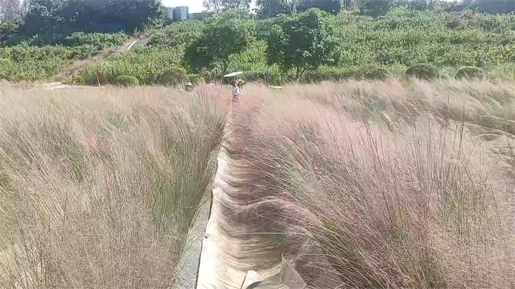 苗栗三灣出現「粉黛亂子草」 屬外來種最高可罰30萬