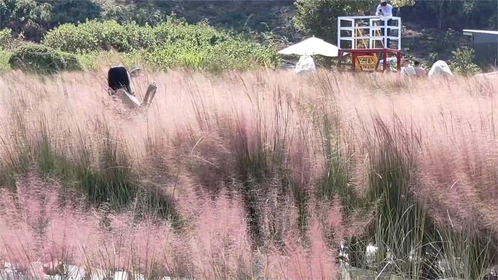 苗栗三灣出現「粉黛亂子草」 屬外來種最高可罰30萬