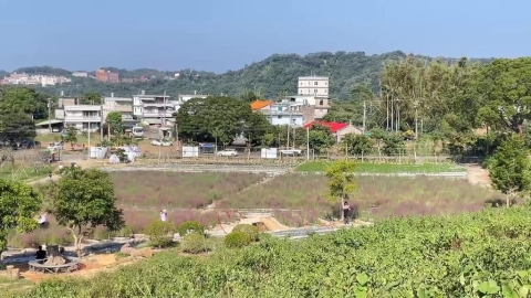 苗栗三灣出現「粉黛亂子草」　屬外來種最高可罰30萬