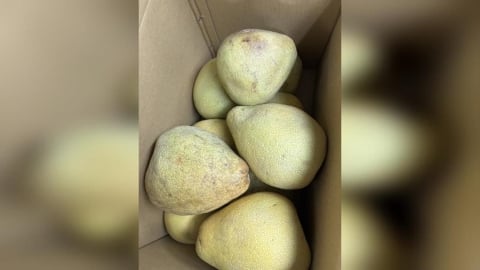 20箱柚子遭棄單! 顧客:品質不佳與參選議員無關