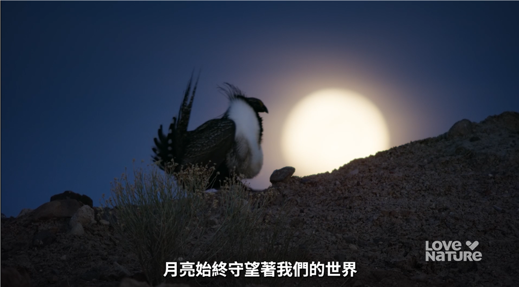 響應世界動物日 四季線上 X Love Nature 高畫質自然生態節目免費看