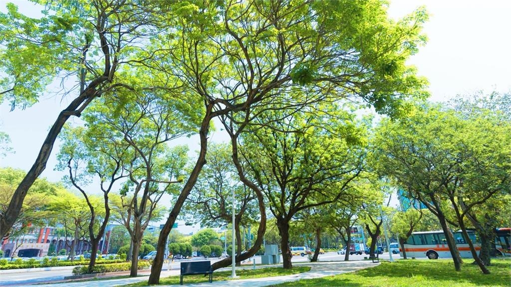 快新聞/讓樹走進生活!鄭朝方推「城市自由森呼吸」:竹北經驗新竹實現