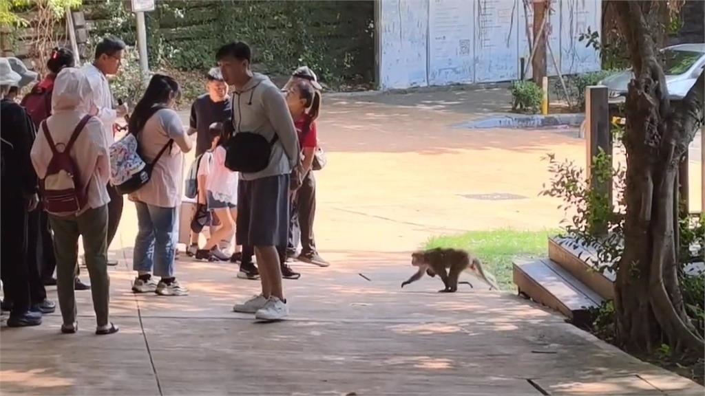 最壞身教! 壽山動物遊客小孩面前 拿雨傘打獼猴