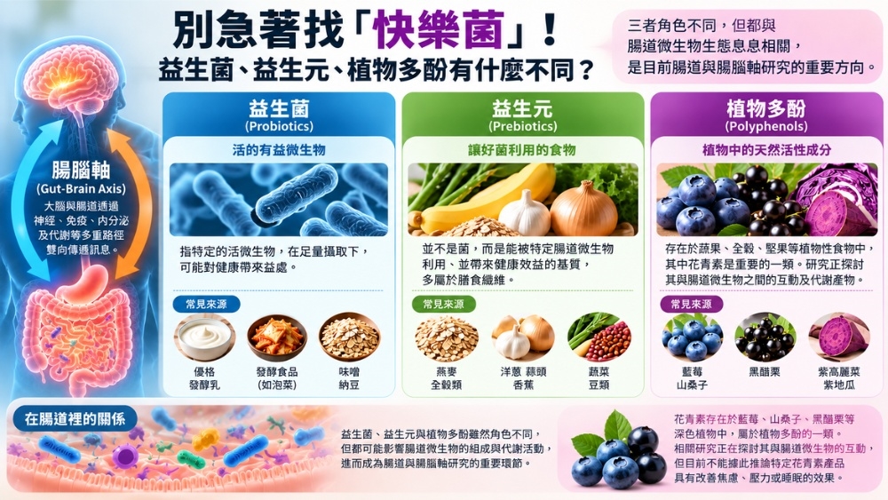 圖說：益生菌、益生元與植物多酚在腸道中扮演不同角色。研究正持續探索三者與腸道微生物及腸腦軸的關聯，但目前仍不能將特定菌株或花青素產品直接等同於改善焦慮、壓力或睡眠。