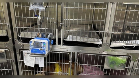 飼主要求也不行!寵物保母到府替貓咪打針 最高恐罰50萬