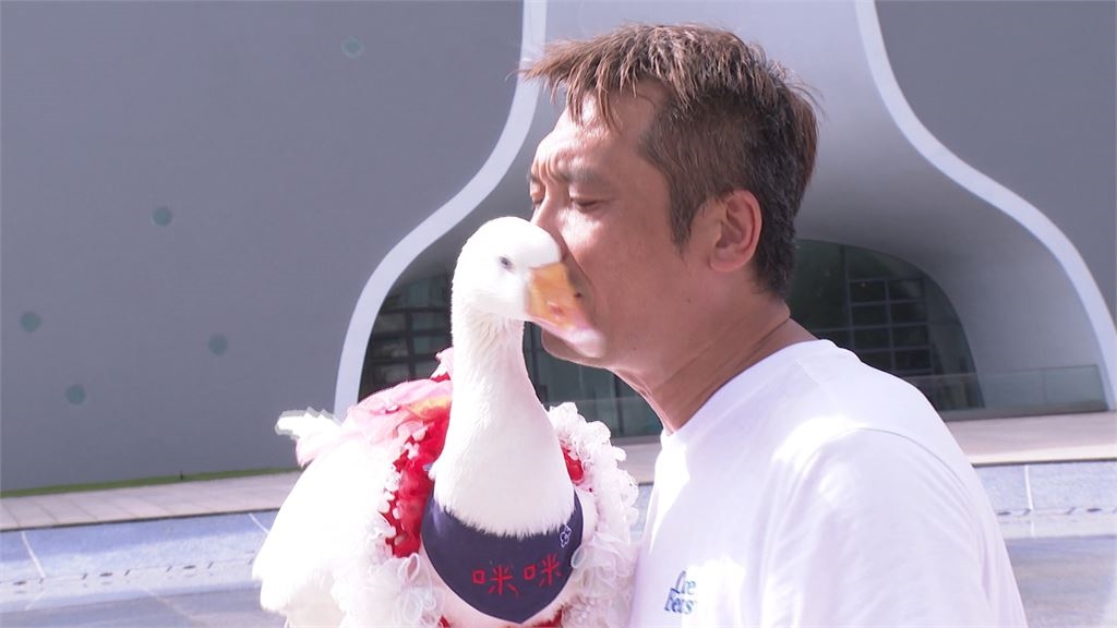 萌翻!野生捕捉網紅「咪咪鵝」精心打扮逛街 民眾直呼太可愛