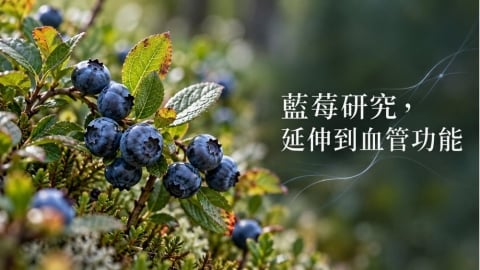 藍莓研究不只聚焦眼睛？研究關注血管、代謝健康的關聯