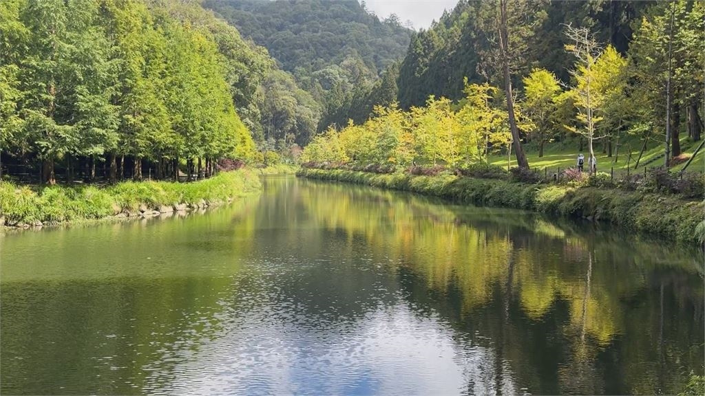 入秋南投杉林溪園區「波波草」全翻紅 遊客直呼太美了!