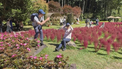入秋南投杉林溪園區「波波草」全翻紅 遊客直呼太美了!