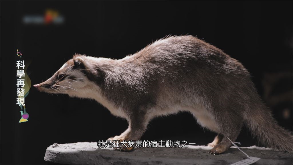 共病時代來臨 跨物種防線降低染疫風險