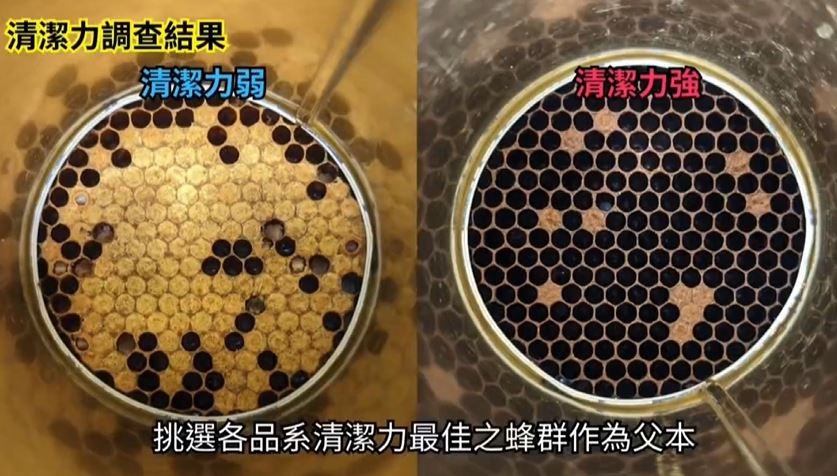 嗡嗡嗡!提升30%採蜜力 苗栗農改場五年培育"超級打工蜂"
