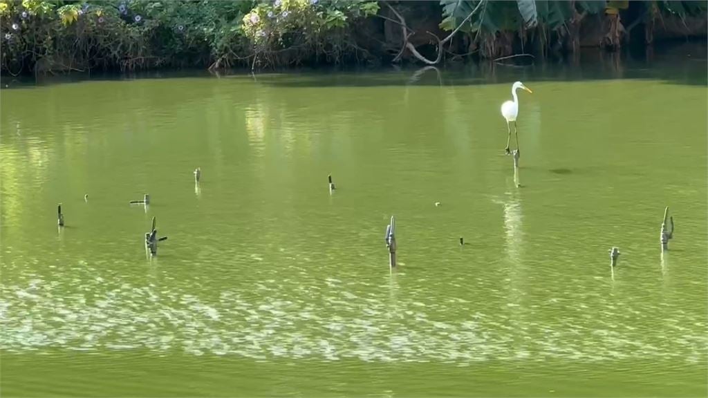 新竹麗池公園「池水綠油油」飄異味 民眾批:太離譜、沒人維護