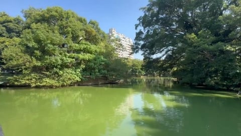 新竹麗池公園「池水綠油油」飄異味 民眾批:太離譜、沒人維護