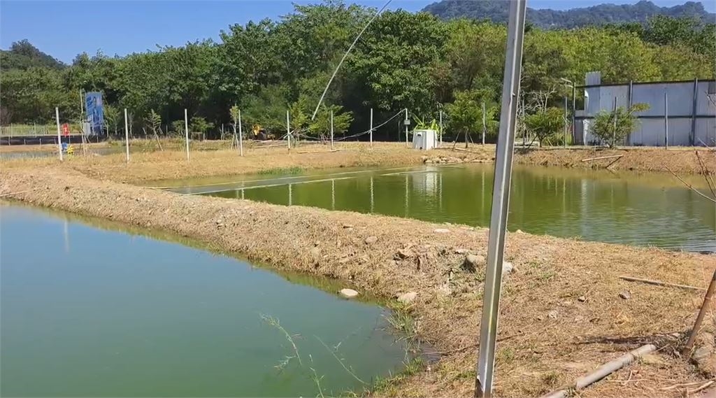 暴雨潰堤「因禍得福」? 苗栗大閘蟹驚「7兩巨無霸」