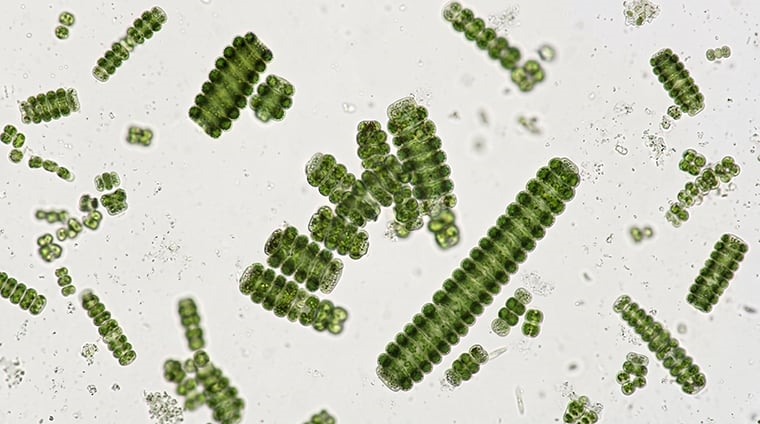 ▲被譽為天然超級食物的「藍藻」,含有蛋白質、鋅、硒等多種營養素,為男女備孕補足關鍵營養。(圖/Gemini生成)