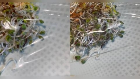 花8千吃米其林綠星餐廳「餐點卻見活馬陸」 他超傻眼:換盤竟然還在
