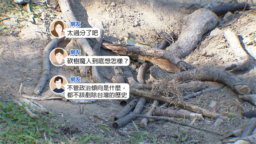 美崙公園「31年總統樹」遭砍? 網痛罵!公園處::罹褐根病移除