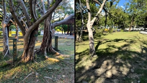 美崙公園「31年總統樹」遭砍? 網痛罵!公園處::罹褐根病移除